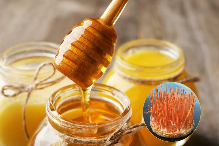 Đông trùng hạ thảo ngâm mật ong cực kỳ tốt cho hệ hô hấp